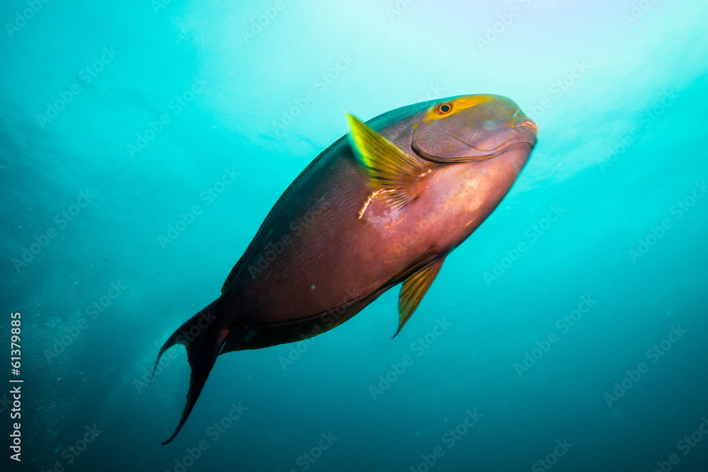 Fototapeta premium surgeonfish