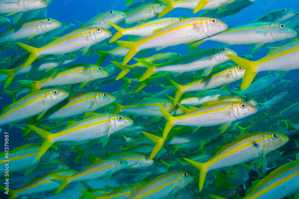 Fototapeta premium Goatfish