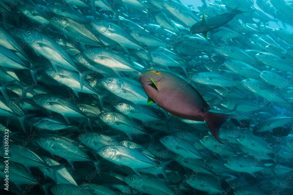 Fototapeta premium Trevally baitball