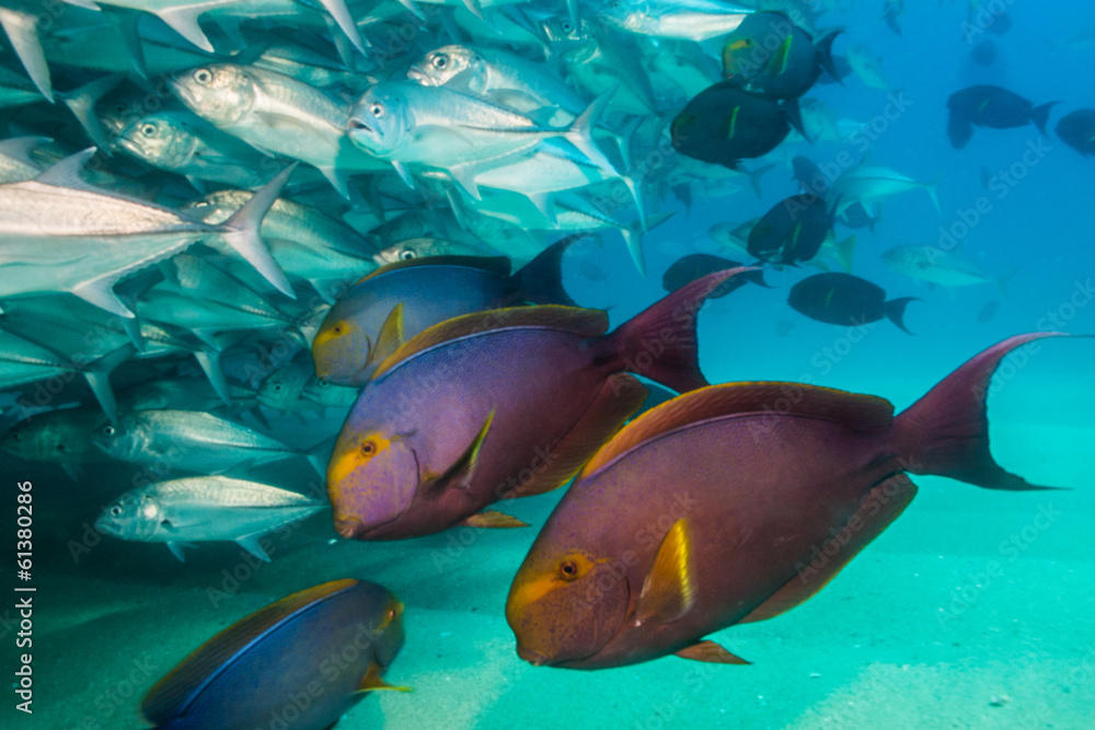 Fototapeta premium surgeonfish