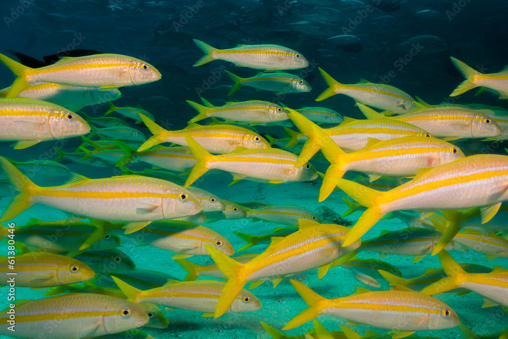 Fototapeta premium Goatfish