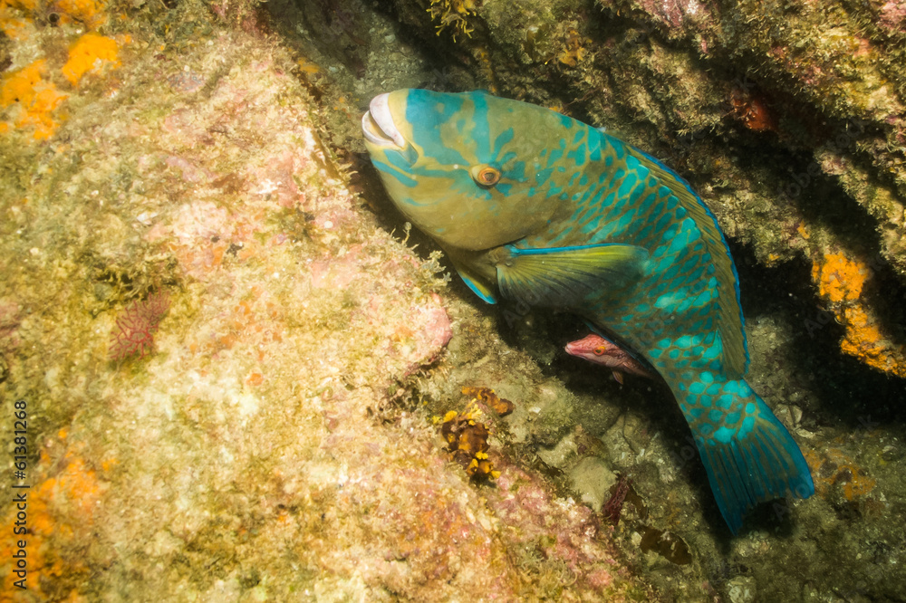 Fototapeta premium Parrotfish