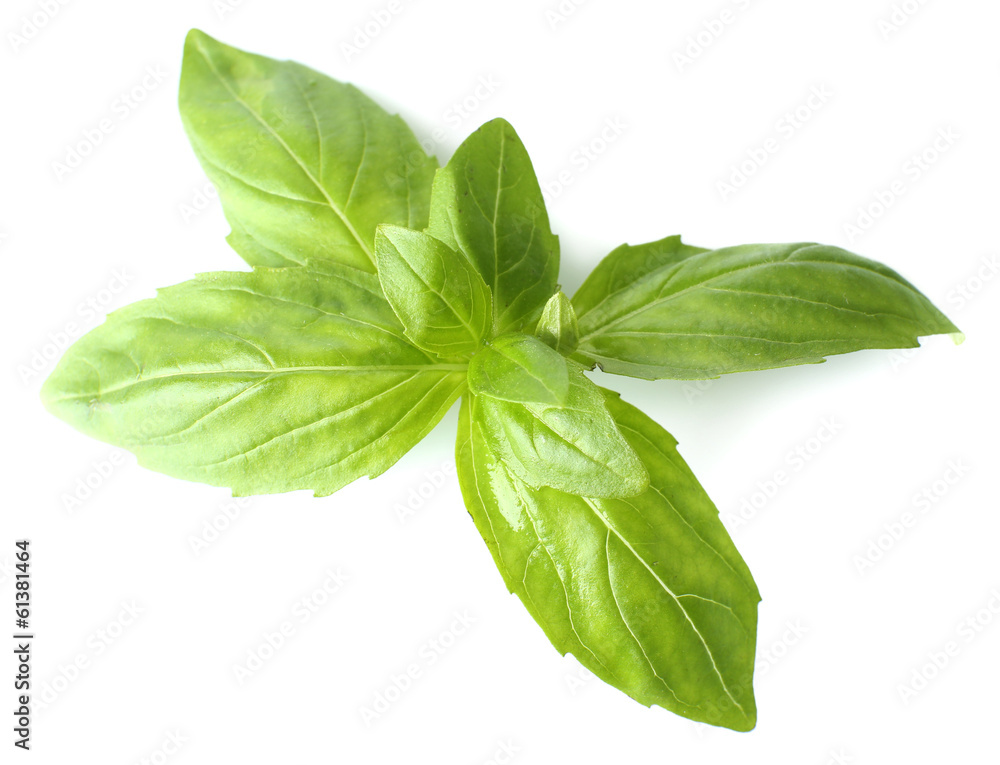 Green fresh basil, isolated on white Green fresh basil, isolated on white