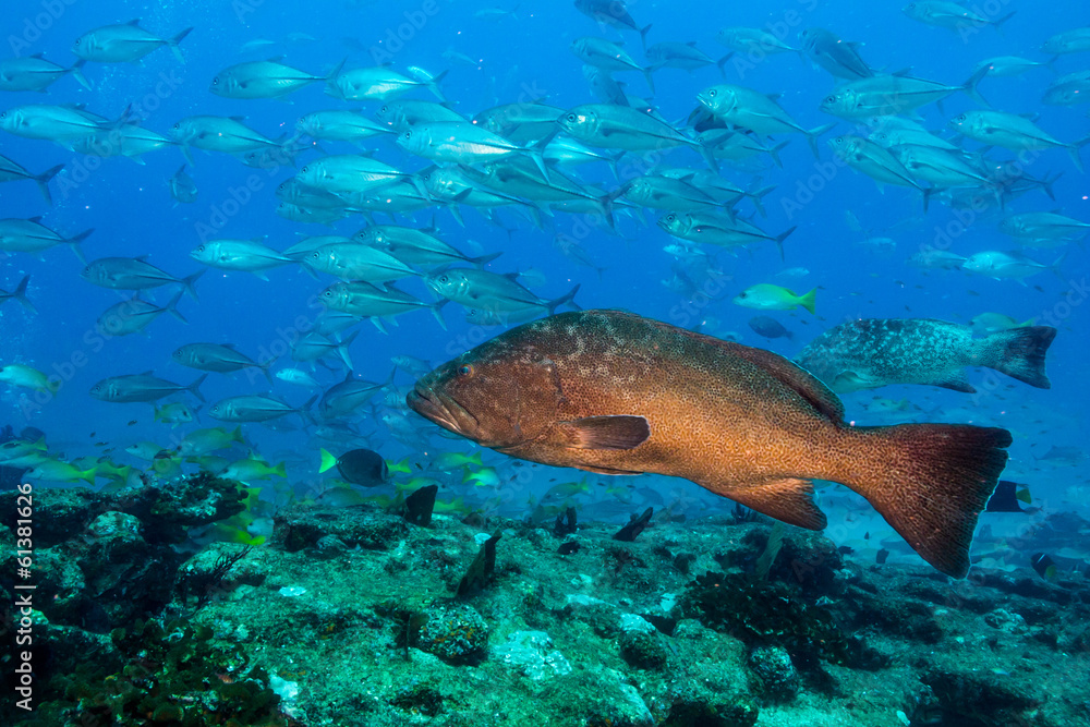 Obraz premium Sea of cortez groupers