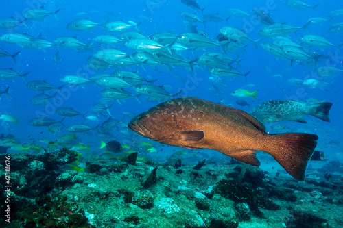Sea of cortez groupers