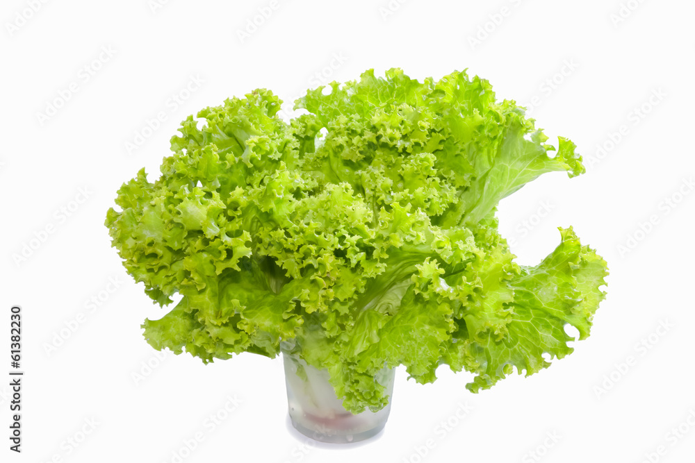Fototapeta premium Lettuce in a cup on white background