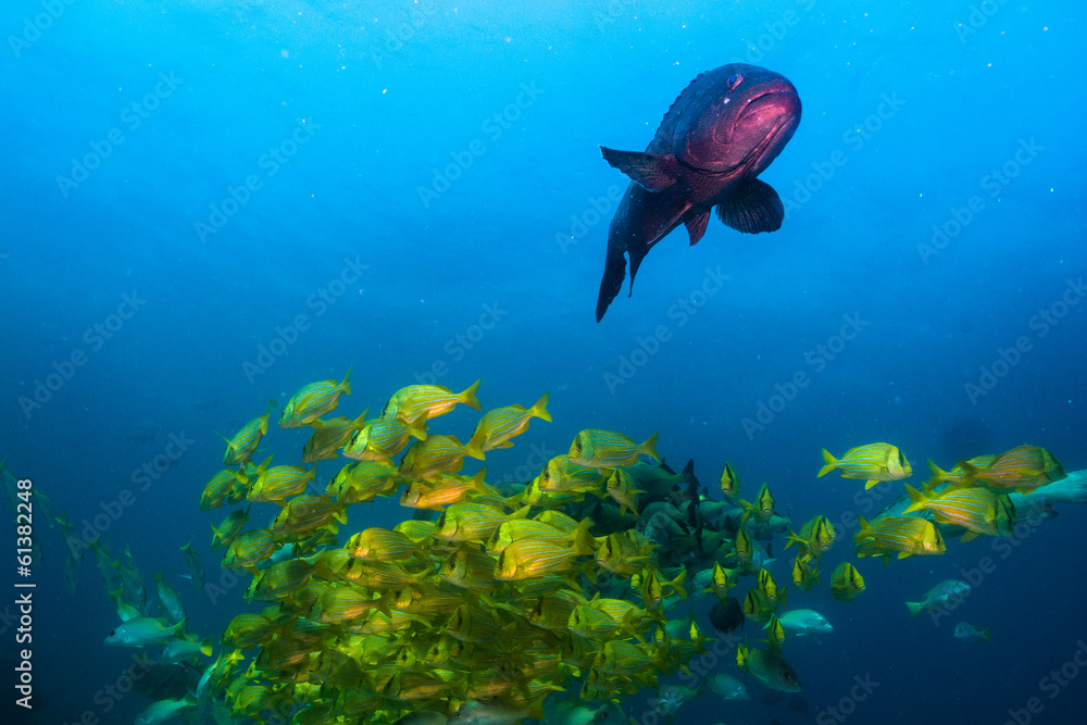 Fototapeta premium Panamic porkfish