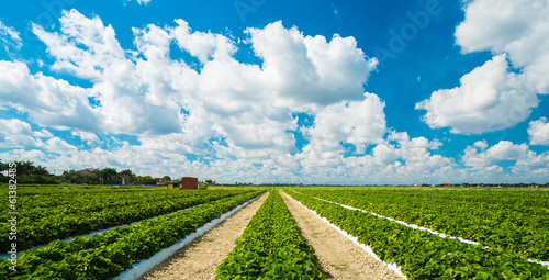 Strawberry plants