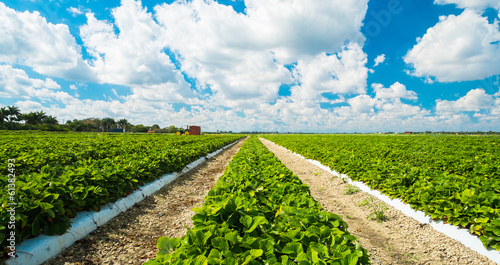 Strawberry plants