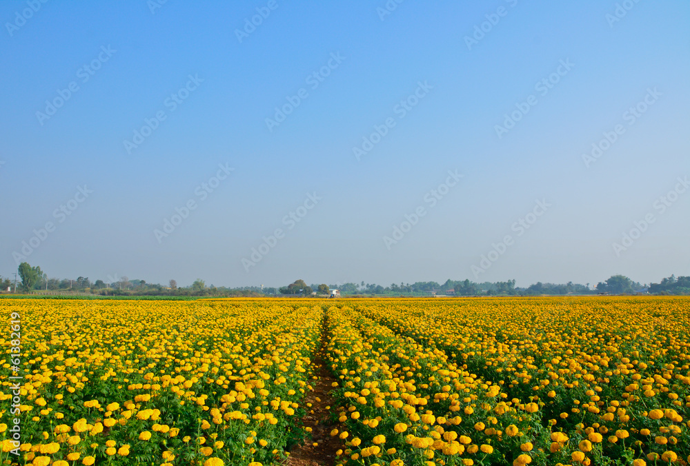 marigold field and blue sky in thailand