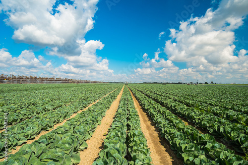 Cabbage field