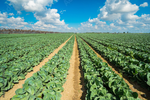 Cabbage field