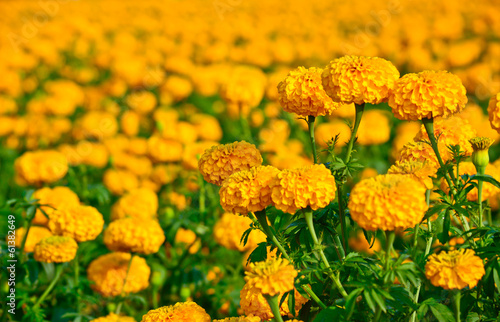 Fototapeta Naklejka Na Ścianę i Meble -  marigold field in thailand