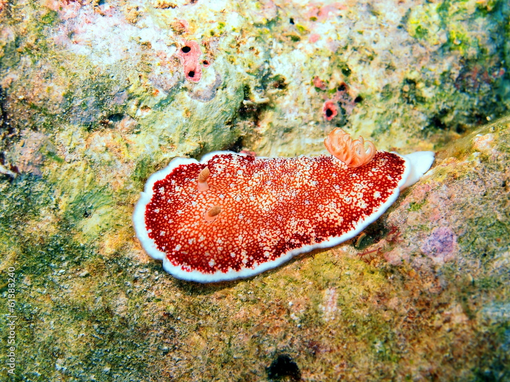 Sea slug, island Maktan, Philippine Sea slug, island Maktan, Philippine