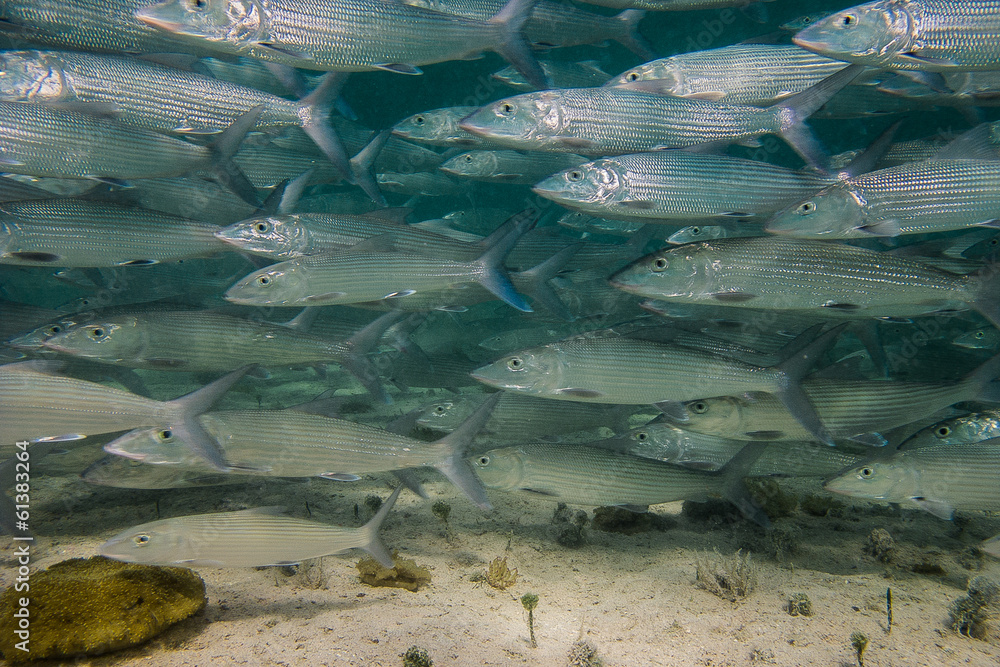 Fototapeta premium Bonefish school