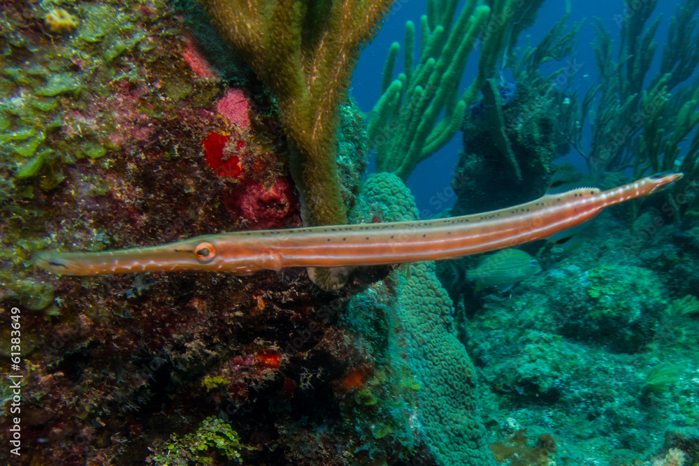Fototapeta premium fish from the rrefs of the caribbean sea