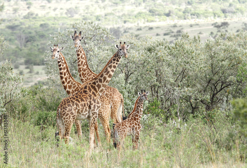 A herd of Giraffes in the bushes of Savanna