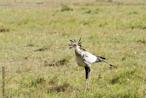 A Secretary bird in the grassland of savanna