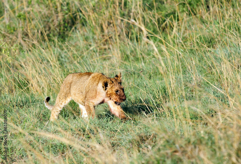 A beautiful lion cub in the grassland A beautiful lion cub in the grassland