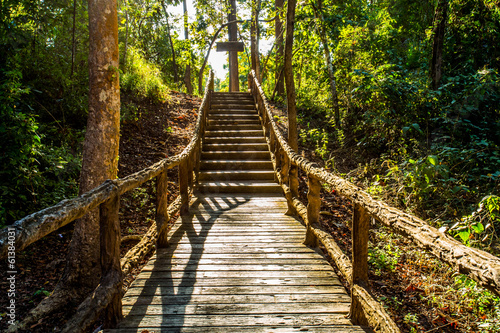 path in woods  chiangmai Thailand