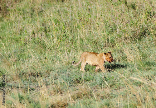 A beautiful baby lion roaming in the grassland