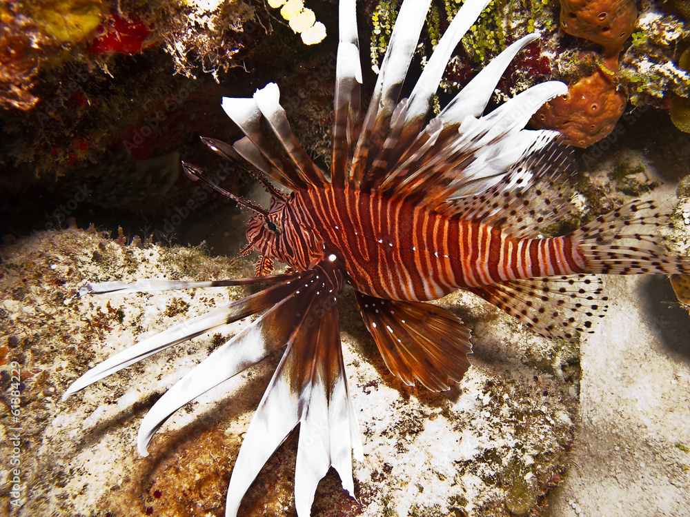 Fototapeta premium lionfish