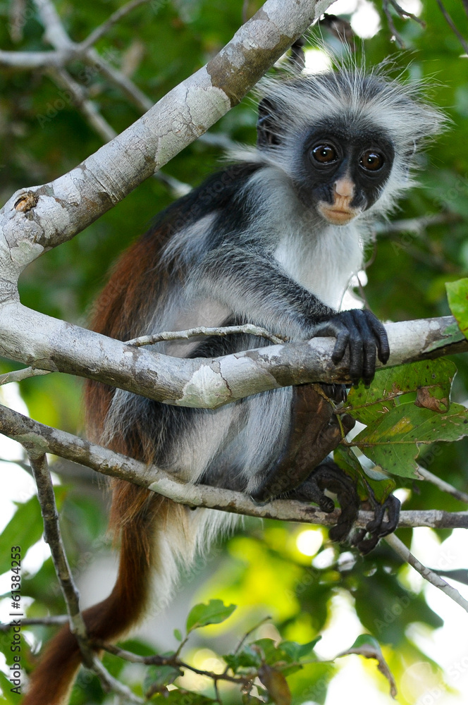 Fototapeta premium A Zanzibar Red Colobus
