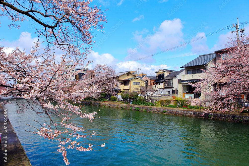 Traditional house in Japan with sakura