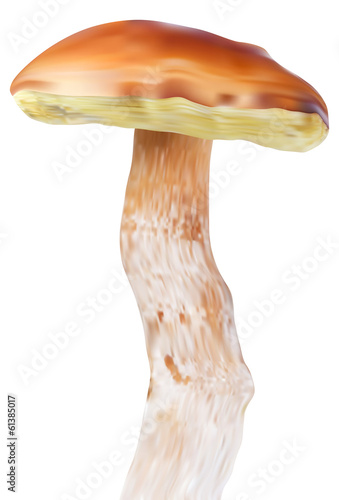 illustration with large cep mushroom isolated on white