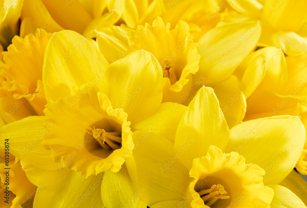 Fototapeta premium Close up bunch of yellow daffodils