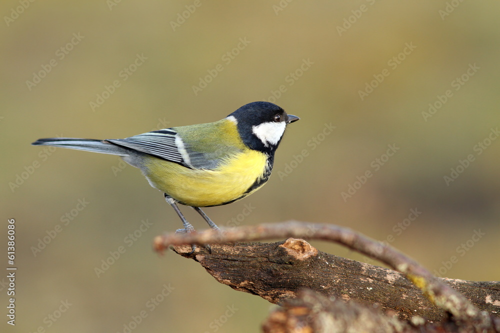 beautiful tiny bird in the garden beautiful tiny bird in the garden