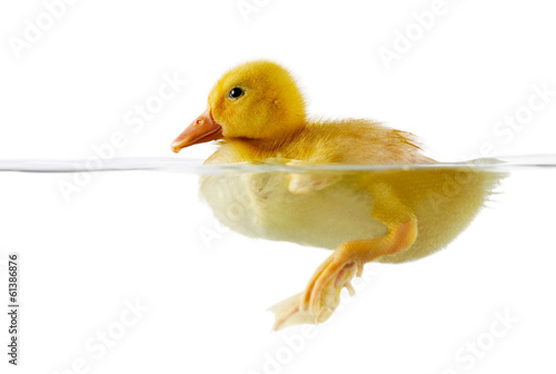 Cute yellow duckling swimming in water