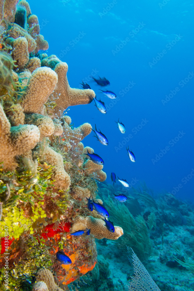 Fototapeta premium caribbean reef fish