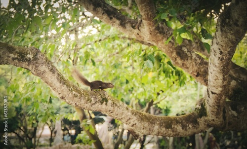 squirrel on the branch