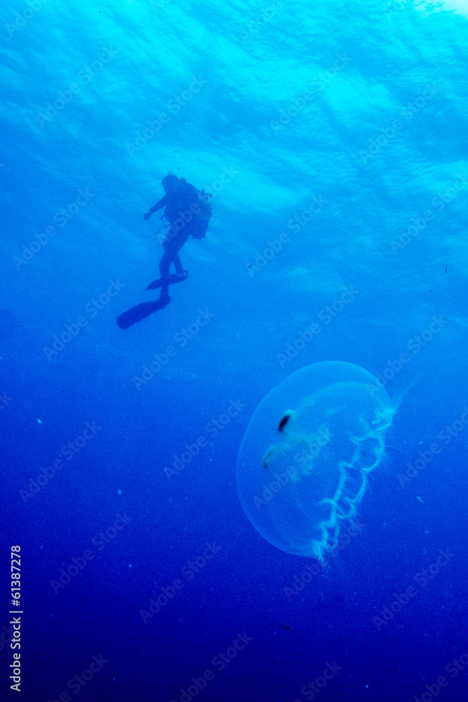 Divers and wildlife Divers and wildlife
