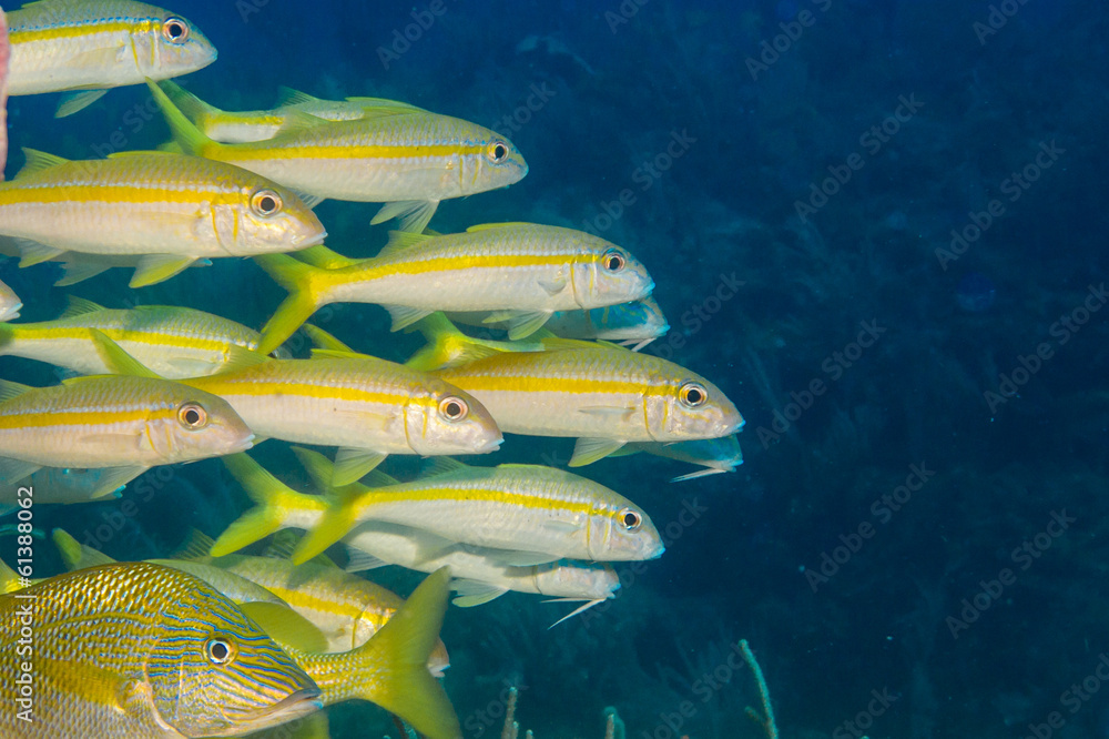 Fototapeta premium caribbean reef fish