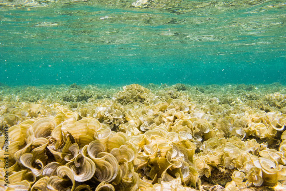 Obraz premium images from caribbean coral reef