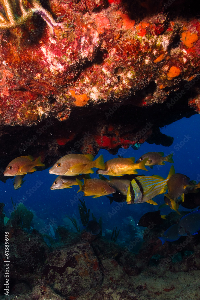 Fototapeta premium Caribbean grunts and snapper