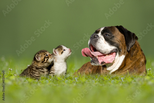 Hund mit zwei kleinen Kätzchen © Photo-SD