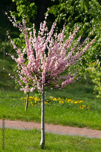 Young sakura tree