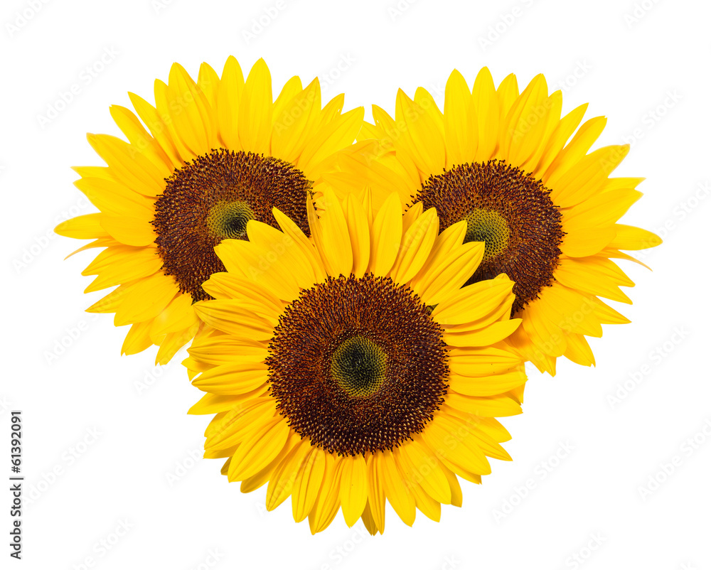 Fototapeta premium Sunflower on a white background.