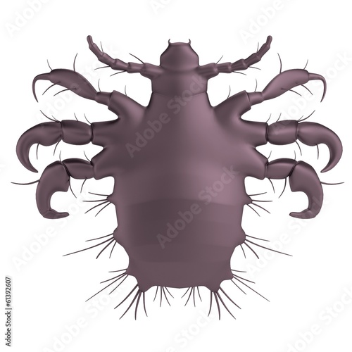 realistic 3d render of pthirus pubis
