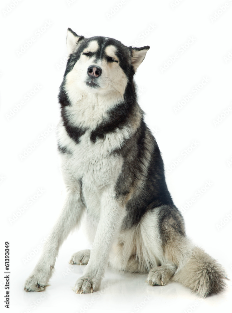 adult male husky