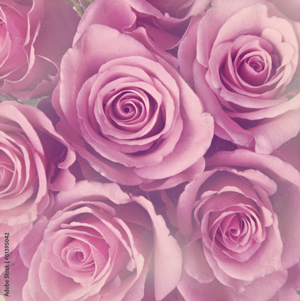 Purple roses Purple roses