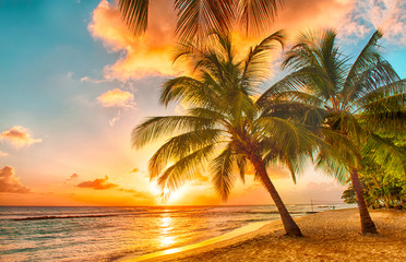 Acrylglasbilder Tropischer Strand Türkisfarbenes Karibikmeer auf Barbados  © Fyle