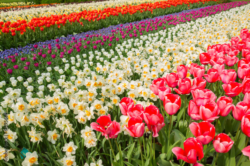 Fototapeta Naklejka Na Ścianę i Meble -  holland tulips and daffodils field