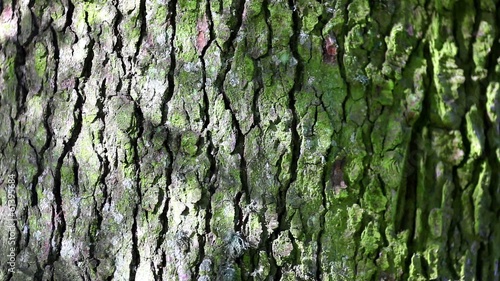 Bark green tree pine with shades and lights