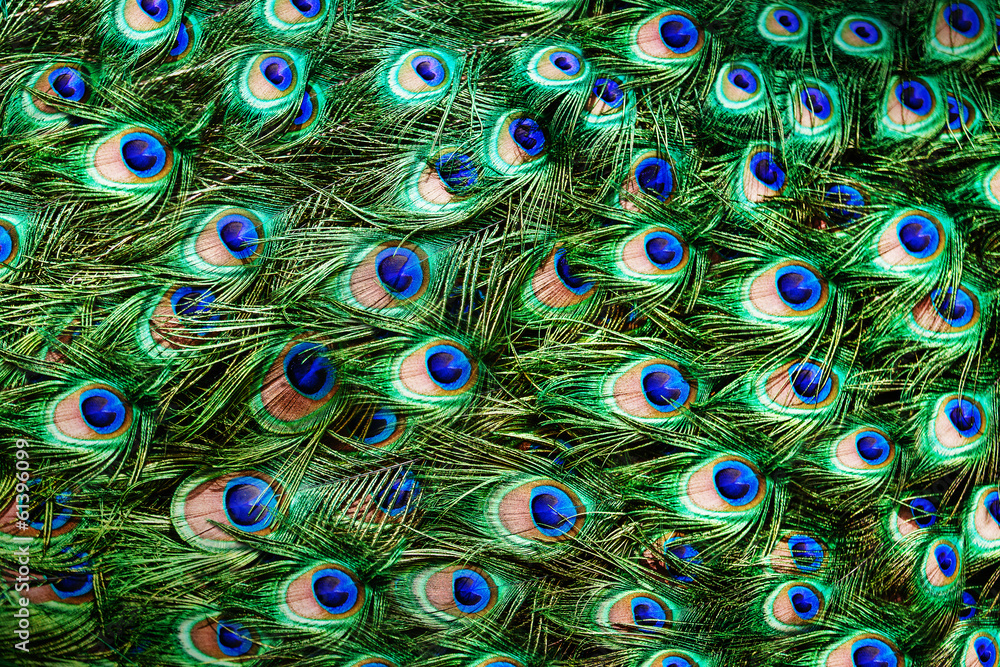 Obraz premium Colorful peacock feathers background