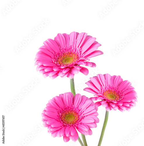 Pink gerbers on white background 