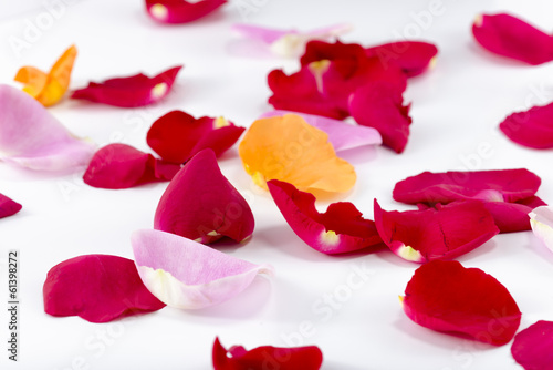 Fototapeta Naklejka Na Ścianę i Meble -  Multicolored Rose Petals